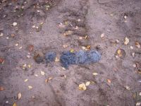 Filename=Tiefenbohrung_27.JPG
Filesize=188KB
Dimensions=1024x768
Date added=Feb 23, 2012 Tiefenbohrung_27.JPG